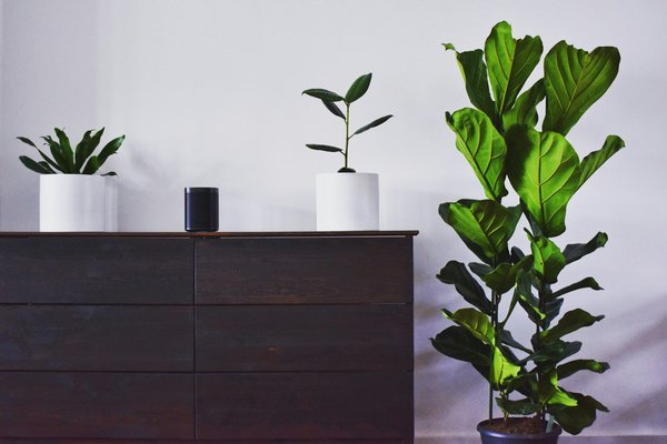 Comment intégrer des plantes et espaces verts dans ma décoration ?
